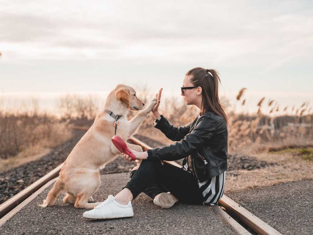 Dog sitting with his person doing a high five