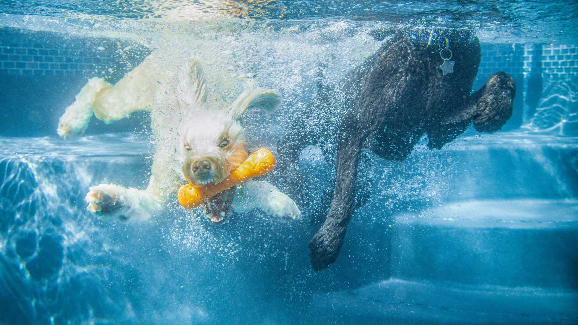 Underwater dog