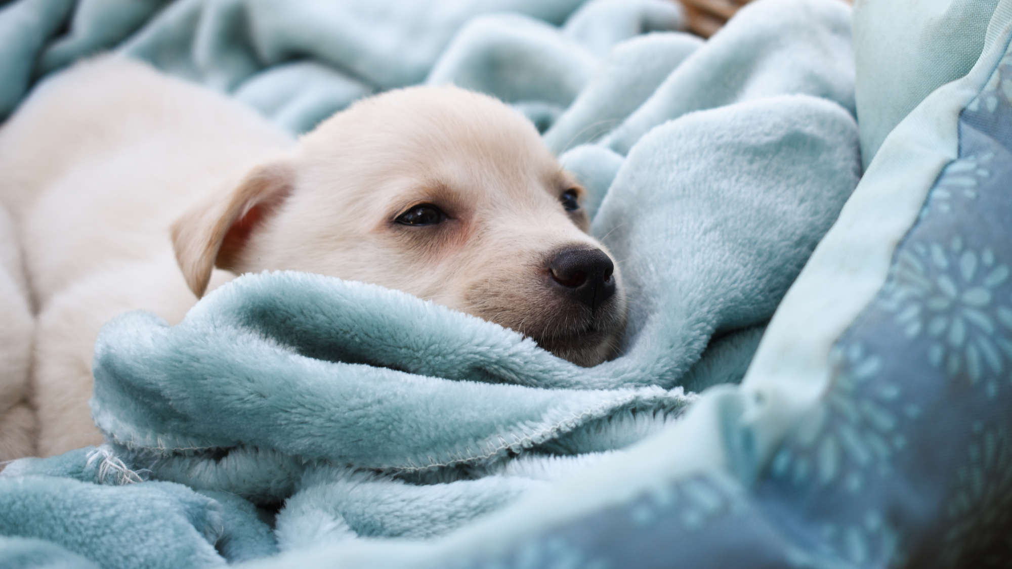 puppy snuggling in a blanket
