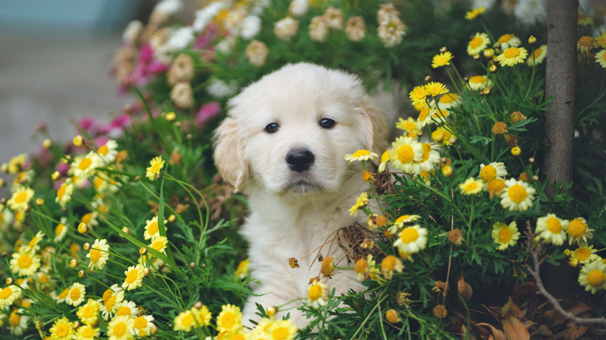 Puppy surrounded by flowers